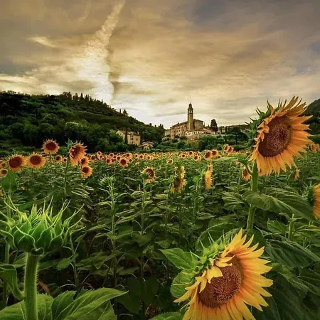 La Collina Del Poeta Villa Arqua Petrarca
